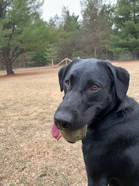 Academy Daycare Dog Daycare and Training Center