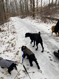 Annie 'n Pooches Dog Walking & Pet Visit Services