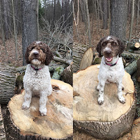 Katie's Pet Services