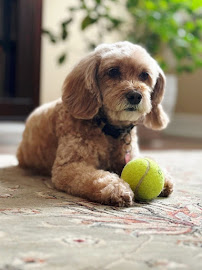 Katie's Pet Services