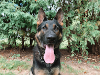 Goldenvale Veterinary Hospital & Kennels