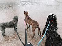 Goldenvale Veterinary Hospital & Kennels