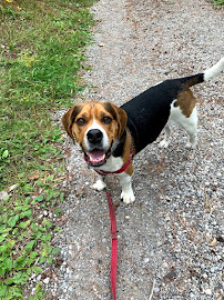 Happy Hounds Dog Training and Walking