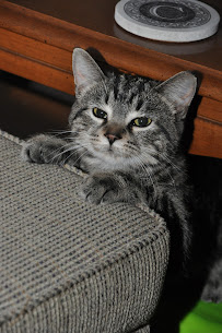 Veterinary Emergency, Urgent Care and Referral Clinic of York Region