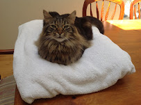 Veterinary Emergency, Urgent Care and Referral Clinic of York Region