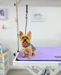 Paw de Janeiro Pet Care