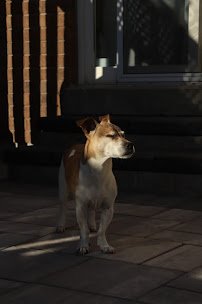 K9 Kulture Dog Training