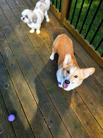 Pets First Diane's Priority Pet Care