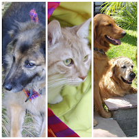 Bend Animal Emergency and Specialty Center