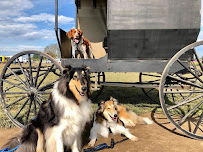Bend Pet Express