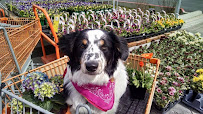 Bend Pet Express
