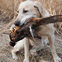 Ruffwear Retail Store