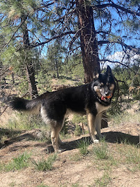 Flash Dog Training Bend Oregon