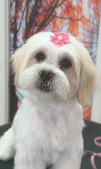 J's Tippy Taps Pet Care, LLC