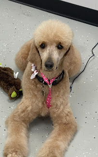 J's Tippy Taps Pet Care, LLC