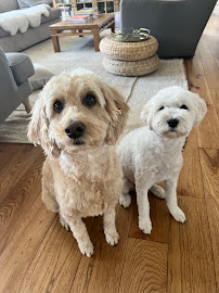 The Playful Pet Sitter, LLC.