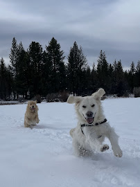 Bend Animal Hospital
