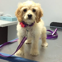 Brampton Georgetown Animal Hospital