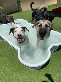 Top Dog Ranch
