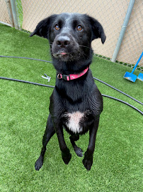 Top Dog Ranch