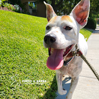 Good Shepherd Veterinary Hospital - Broken Arrow