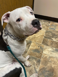 VCA Woodland Broken Arrow Animal Hospital