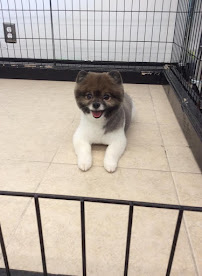 Woodland West Pet Resort