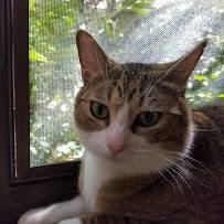 Hello Vet Pet Wellness Center
