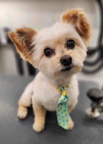 Diamond In The Ruff Mobile Pet Spa