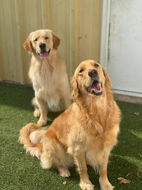 Pleasant Pooch Daycare, Training and Dock Diving