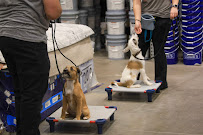 Greatest American Dog Trainers and The Den