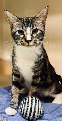 Animal Medical Center I-35