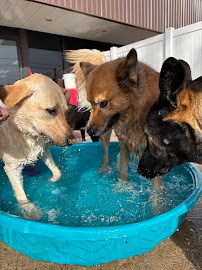 Memorial Crossing Pet Resort