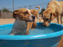 Memorial Crossing Pet Resort