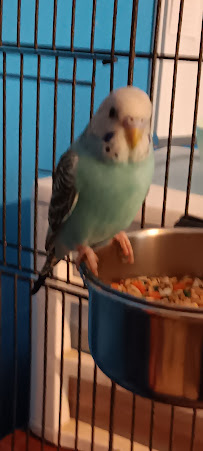 Lucky Dog Stay and Play