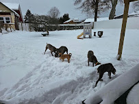 Peninsula Pups Doggie Daycare