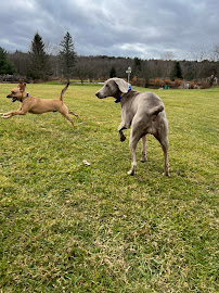 Peninsula Pups Doggie Daycare
