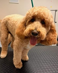 Scholars in Collars Academy