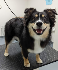 Scholars in Collars Academy