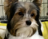 Pet Supplies Plus Erie