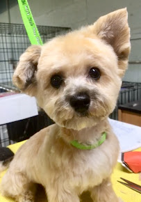 Pet Supplies Plus Erie