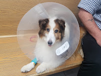 Wintergreen Animal Hospital