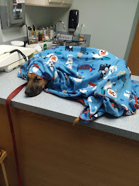 Wintergreen Animal Hospital