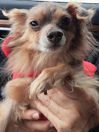 ABC Grooming by Julie Baire