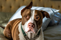 Muddy Paws Pet Sitting