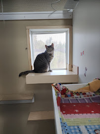 Kitty Cat Hotel Eugene