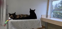 Kitty Cat Hotel Eugene