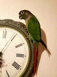Eugene Pet Sitter LLC