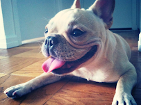 Pawfect Love Pet Care