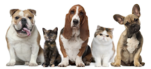 Pawfect Love Pet Care